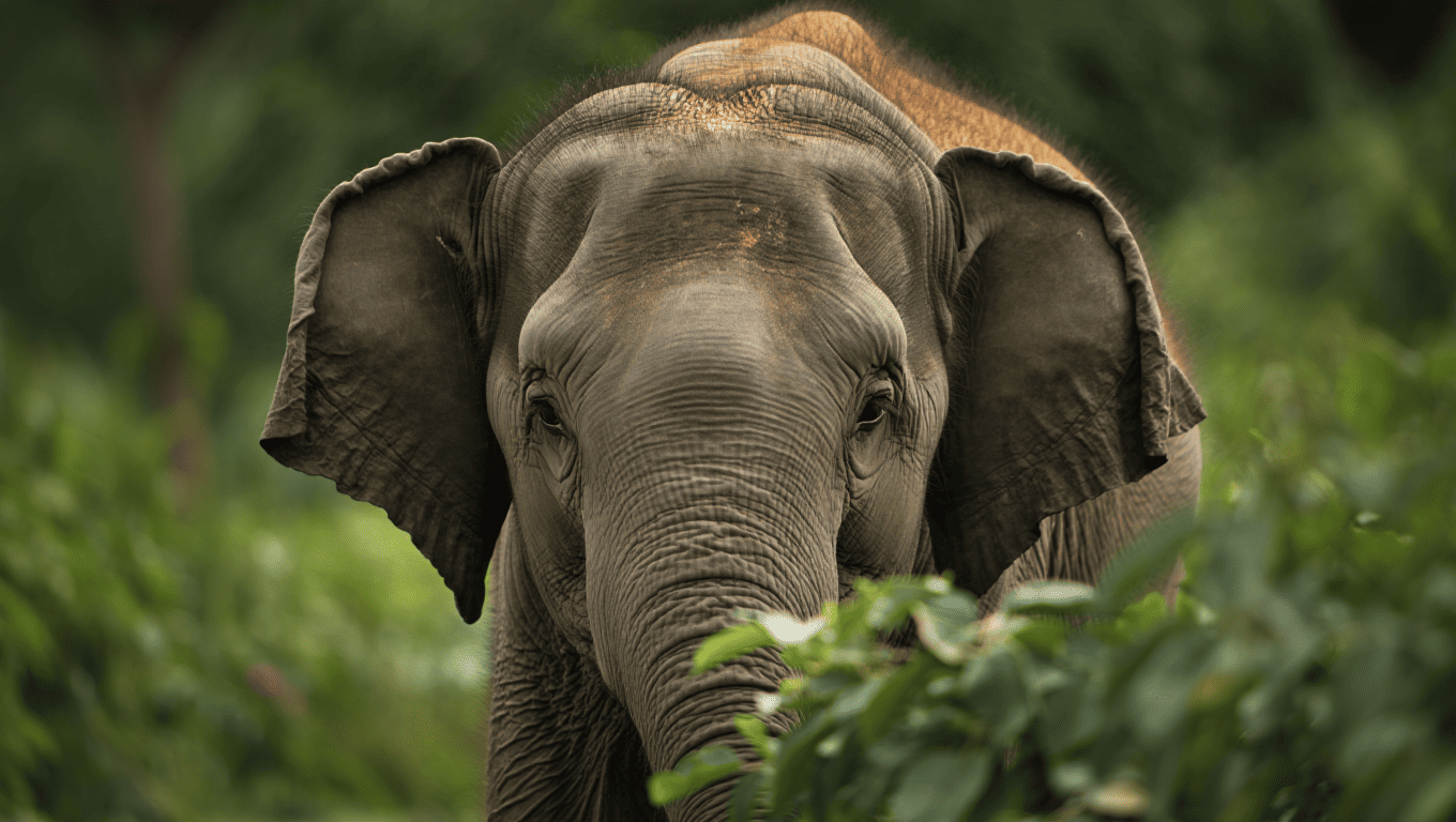 Les Terres de Nataé – zoo de Pont-de-Scorff en Bretagne