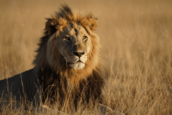 Lion d'Afrique – Zoo de Pont-de-Scorff