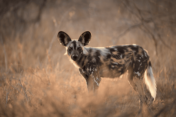 Lycaon – Zoo de Pont-de-Scorff