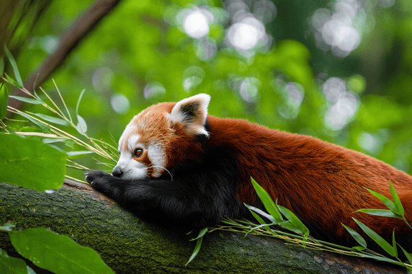 Panda roux – Zoo de Pont-de-Scorff